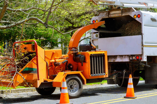 Best Tree Removal  in Bourbonnais, IL