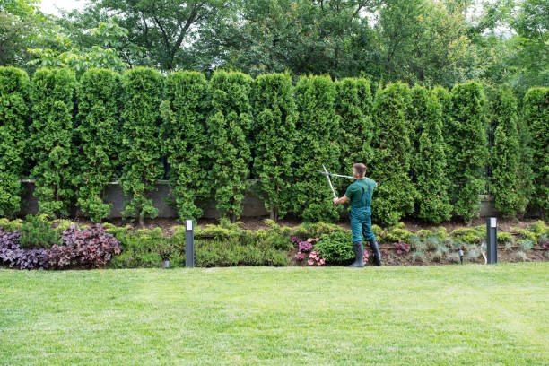 Best Tree and Shrub Care  in Bourbonnais, IL