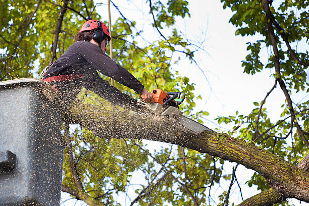 Best Grass Overseeding  in Bourbonnais, IL